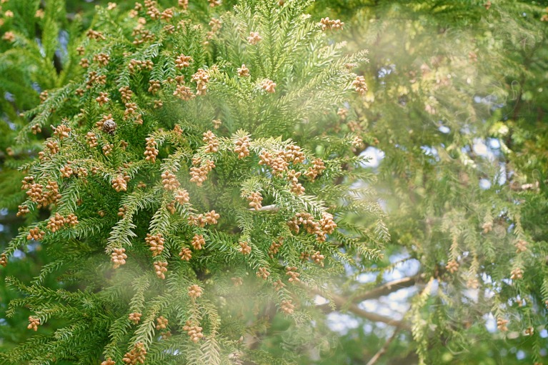 花粉の飛散時期について